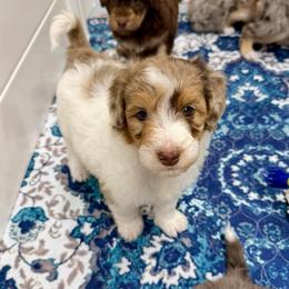Biscoff - Brown merle male Aussiedoodle puppy in Heber City, Utah from Junipersdoodles
