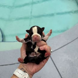 English Creek's Male - Brindle and white male Staffordshire Bull Terrier puppy in Lakeland, Florida from Blueline Staffords