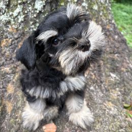 Kirara - Black and silver female Miniature Schnauzer puppy in Oviedo, Florida from Tamed by Emmy (Emariella’s Miniature Schnauzers)