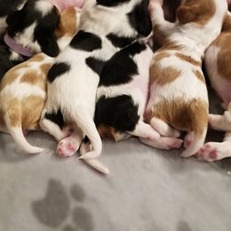 Cavalier King Charles Spaniel Puppies from Royalton Cavaliers