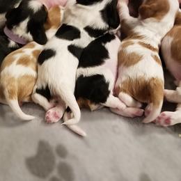 Cavalier King Charles Spaniel Puppies from Royalton Cavaliers