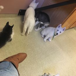 Siberian Husky Puppies from Douglas Mountain Farm and Kennel