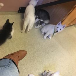 Siberian Husky Puppies from Douglas Mountain Farm and Kennel