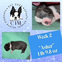Asher - Blue male Boston Terrier puppy in Jupiter, Florida from CJM Boston and Boxer Puppies