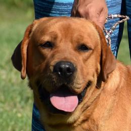 Thunder - Labrador Retriever