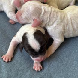 Labradoodle puppies from Oopsie Doodles of NC