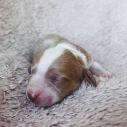 Summer - Red female Dachshund puppy in Highland, California from BAES Teufelshunde