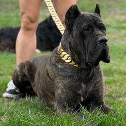 Groot - Cane Corso