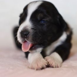 Miniature Australian Shepherd Puppies from Garay Mini Aussies