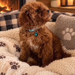 Boy 5 - Red  male Goldendoodle puppy in Sacramento, California from Golden doodles  Lovers
