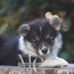 Tri Female 1 - Black and tan female Pembroke Welsh Corgi puppy in Straughn, Alabama from Magnolia Creek Corgis
