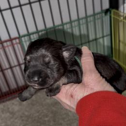 Green collar - Black and silver male Miniature Schnauzer puppy in La Fayette, Georgia from Daniels Mini Schnauzers