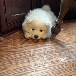 American Eskimo Dog Puppies from Northland Sky Eskies