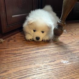 American Eskimo Dog Puppies from Northland Sky Eskies