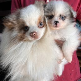 Pomeranian and Pomsky Puppies from Stonehill Breeders
