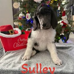 Boy 8 - Parti male Poodle puppy in Iva, South Carolina from Canoe Creek Spoos