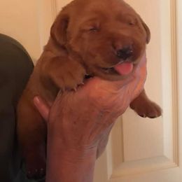 Labrador Retriever Puppies from Mountain Top View Fox Red Labs