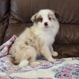 Red merle girl 1 - Red merle female Border Collie puppy in Newalla, Oklahoma from Roughstock Border Collies and Dachshunds