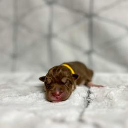 Girl 1 - Red and white female Siberian Husky puppy in Tulsa, Oklahoma from EvergreenEliteKennel