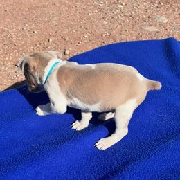Rat Terriers from GreenGo Farms