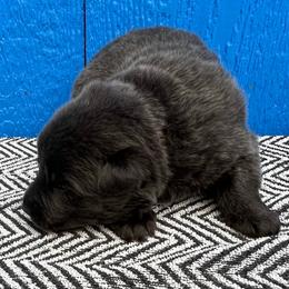 Girl 1 - Gray female German Shepherd puppy in Sharon Grove, Kentucky from Julie’s Shepherds