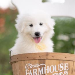 Luca - White male Maremma Sheepdog puppy in Conway, Missouri from 2J 2K Border Collies | Maremma Sheepdogs
