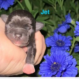 Jet - Black male Chihuahua puppy in New Castle, Delaware from Sasha’s Elite Kennel LLC