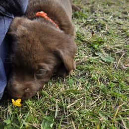 Labrador Retriever Puppies from Tahoma Sunrise