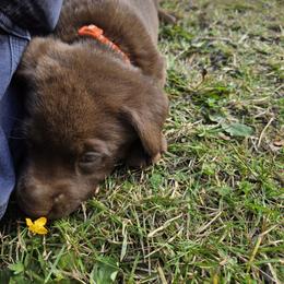 Labrador Retriever Puppies from Tahoma Sunrise