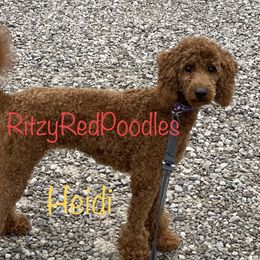 Heidi - Poodle