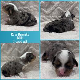 Steel - Blue merle male Toy Australian Shepherd puppy in Stephenville, Texas from Rising JM Pembrokes