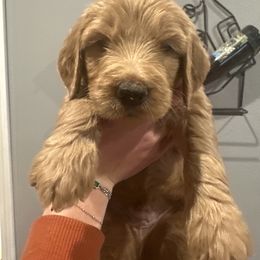 Gus - Red  male Goldendoodle puppy in Pueblo West, Colorado from German Family Goldendoodles