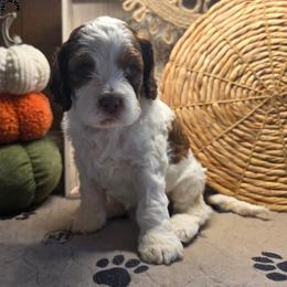 JJ - Brown white and tan male Cockapoo puppy in Cabool, Missouri from Onyx Cave Kennel