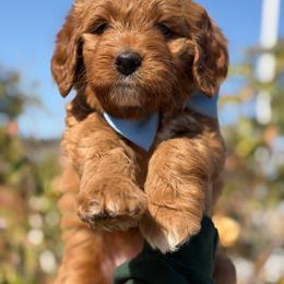 Royal - Red  male Goldendoodle puppy in Waterford, California from Alvdoodles