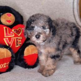 Tigers Eyes - Merle male Bernedoodle puppy in West Jordan, Utah from Doodles Friend