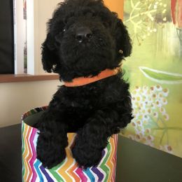 Goldendoodle Puppies from Dream Lake Doodles