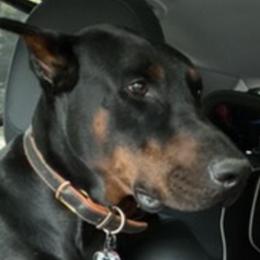 Air- Reese - Doberman Pinscher