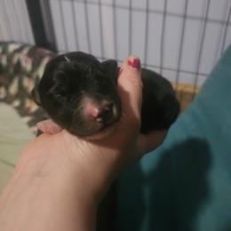 Scotch - Black tri male Miniature American Shepherd puppy in New Providence, Pennsylvania from Tons of Kisses