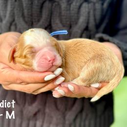 Benedict - Caramel red male Australian Labradoodle puppy in Morgan Hill, California from Loving Labradoodles