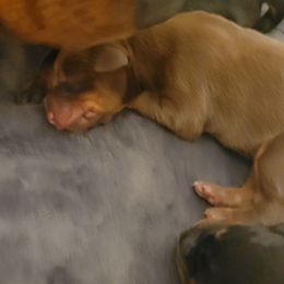 Orange collar - Red and rust male Doberman Pinscher puppy in Byron Center, Michigan from Steel Haus Dobermans