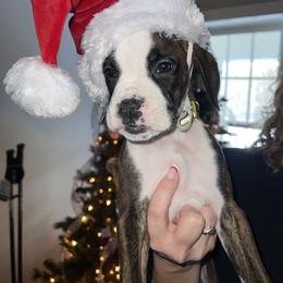 Boxer Puppies from Reynolds Homestead Boxers