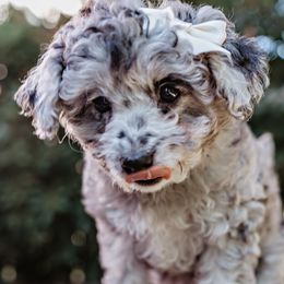 Goldendoodle Puppies from Emma Doodles