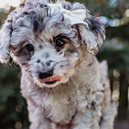 Goldendoodle Puppies from Emma Doodles