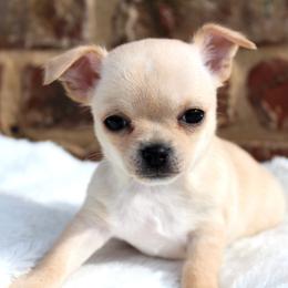 Cherry - Cream female Chihuahua puppy in Forsyth, Georgia from Brooks Grove Canines LLC