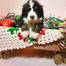 Bernedoodle Puppies from Moose Tracks Bernedoodles