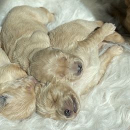 Golden Retriever Puppies from Chizan Goldens