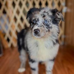 Girl 1 - Blue merle female Australian Shepherd puppy in Smithville, Arkansas from Harris Farms and Aussies