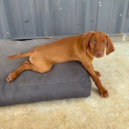 Vizsla Puppies from Wint Smith Vizslas