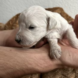 Goldendoodle Puppies from Denim & Doodles