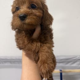 Pearl - Red female Cavapoo puppy in Fort Worth, Texas from Aloha Paradise Poodles LLC